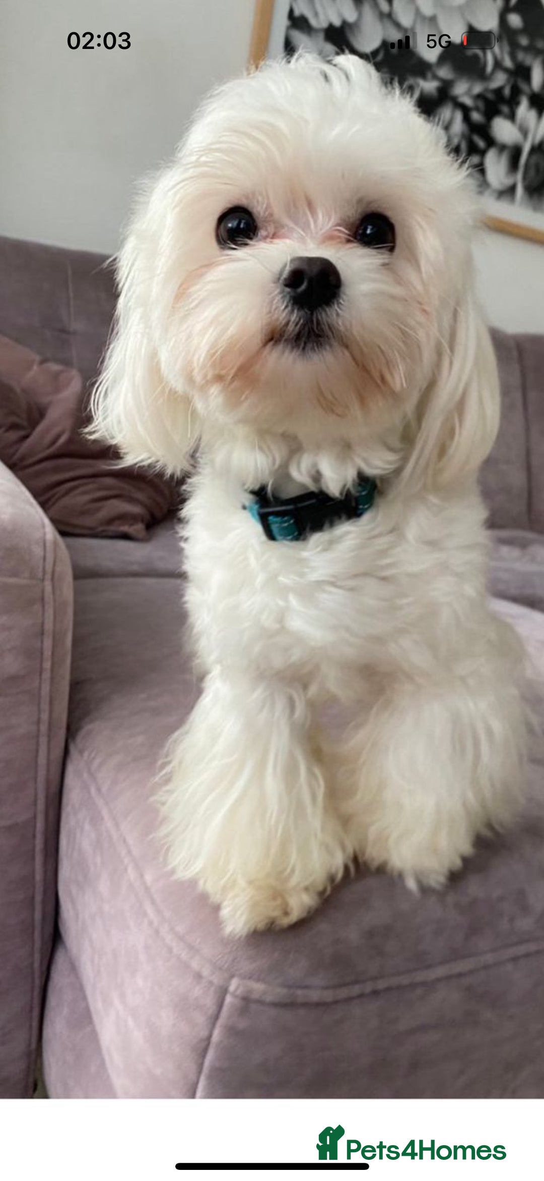 Mixed Breed dogs for sale: Malton Puppies - Image 9