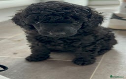 Miniature Poodle dogs for sale: 🌟SHOW QUALITY🌟 Mini Poodle Puppies  - Image 5