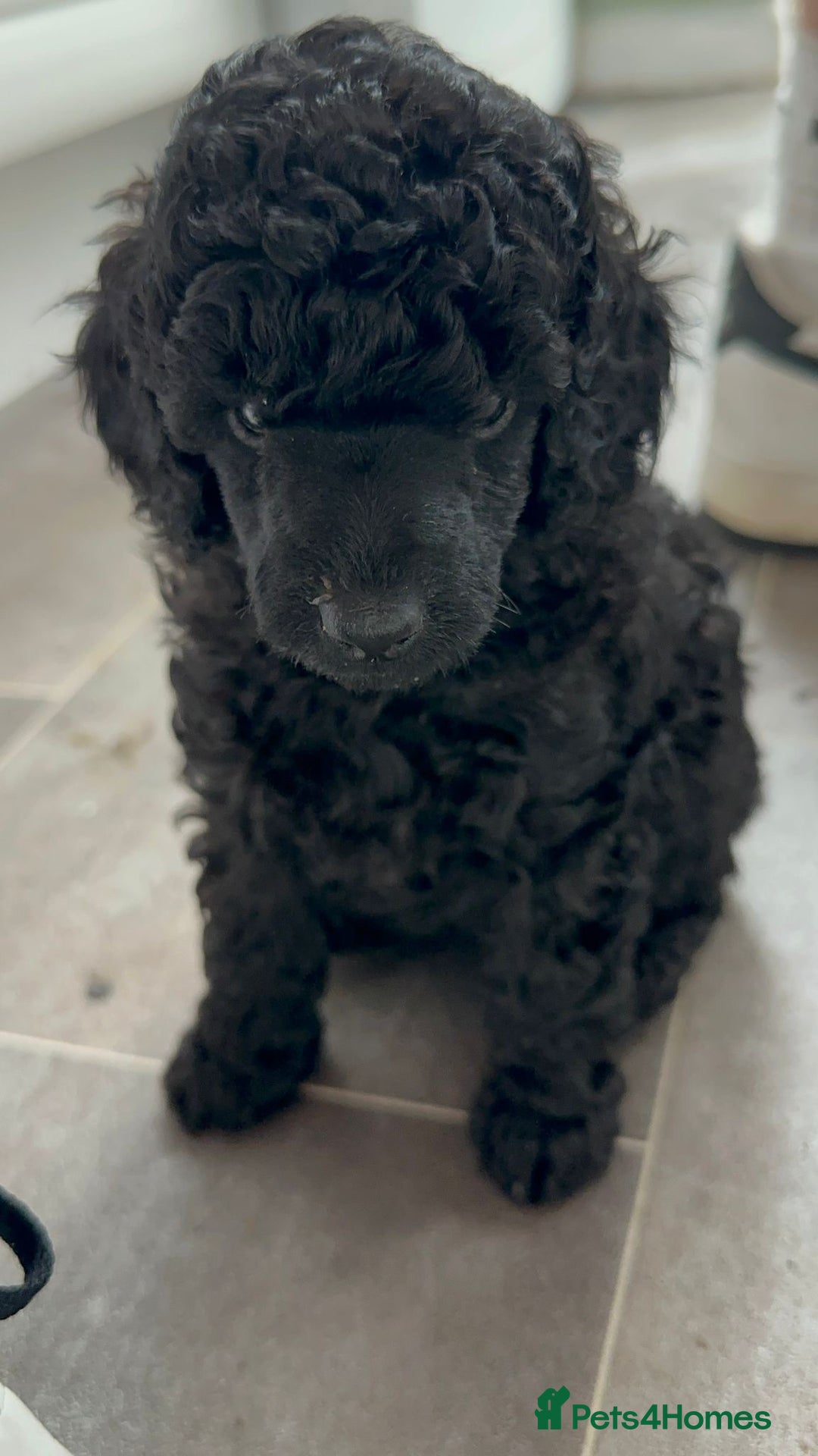 Miniature Poodle dogs for sale: 🌟SHOW QUALITY🌟 Mini Poodle Puppies  - Image 5