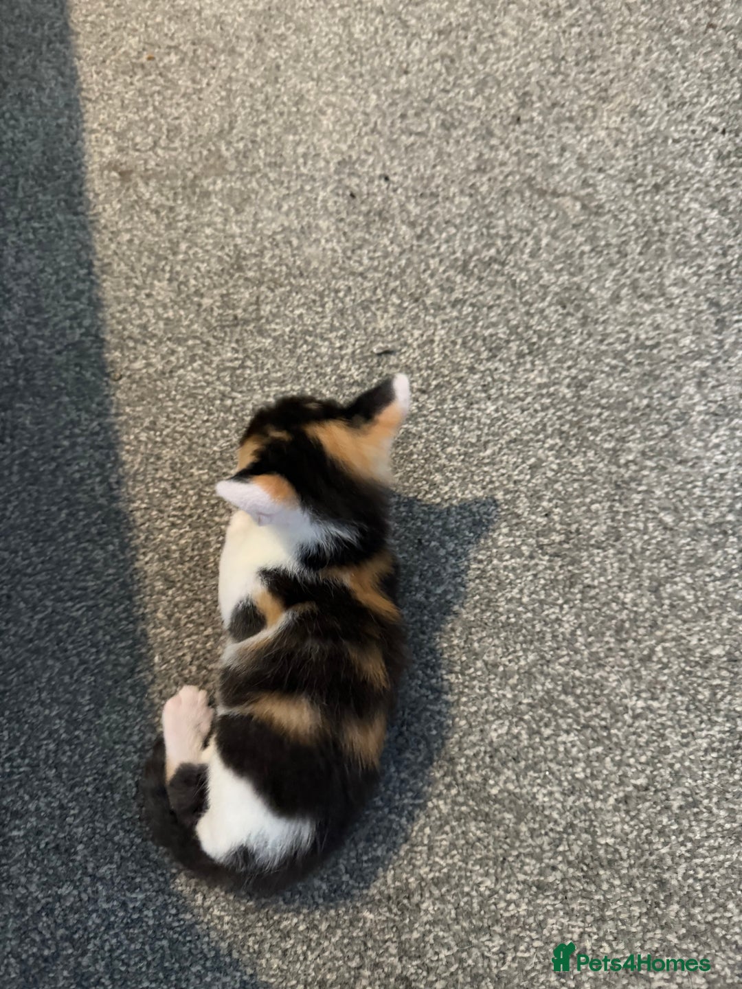 Domestic Shorthair cats for sale: Beautiful kittens - Image 2