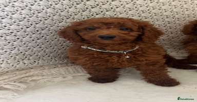 Cavapoo dogs in Goole - Advert 1