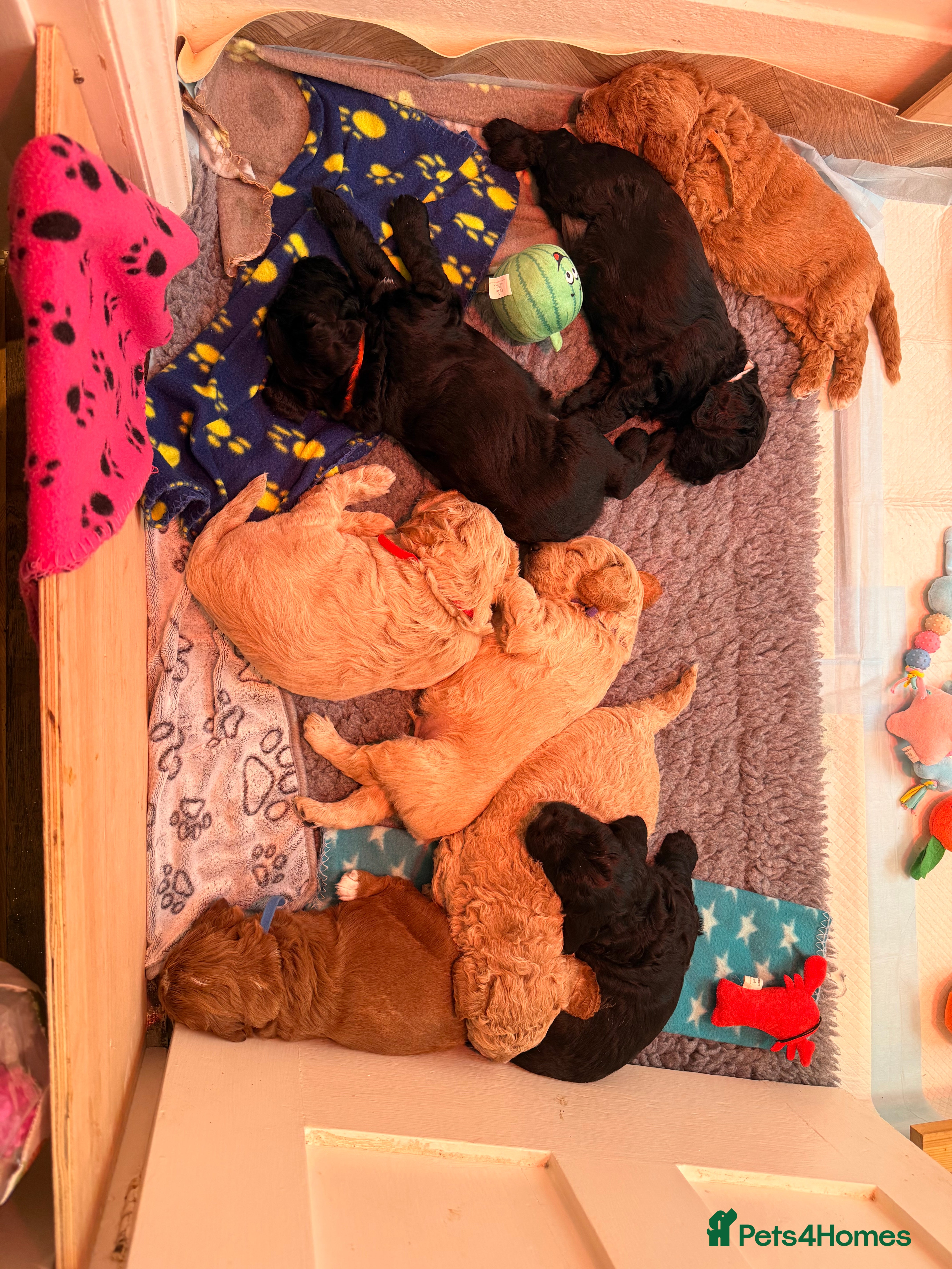 Labradoodle dogs Beautiful Labradoodle Puppies Available 🐾 - Advert 1