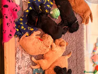 Labradoodle dogs Beautiful Labradoodle Puppies Available 🐾 - Advert 1