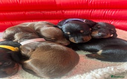 Miniature Dachshund dogs for sale: LAST ONE LEFT Miniature Dachshunds KC Registered in Pershore - Image 4