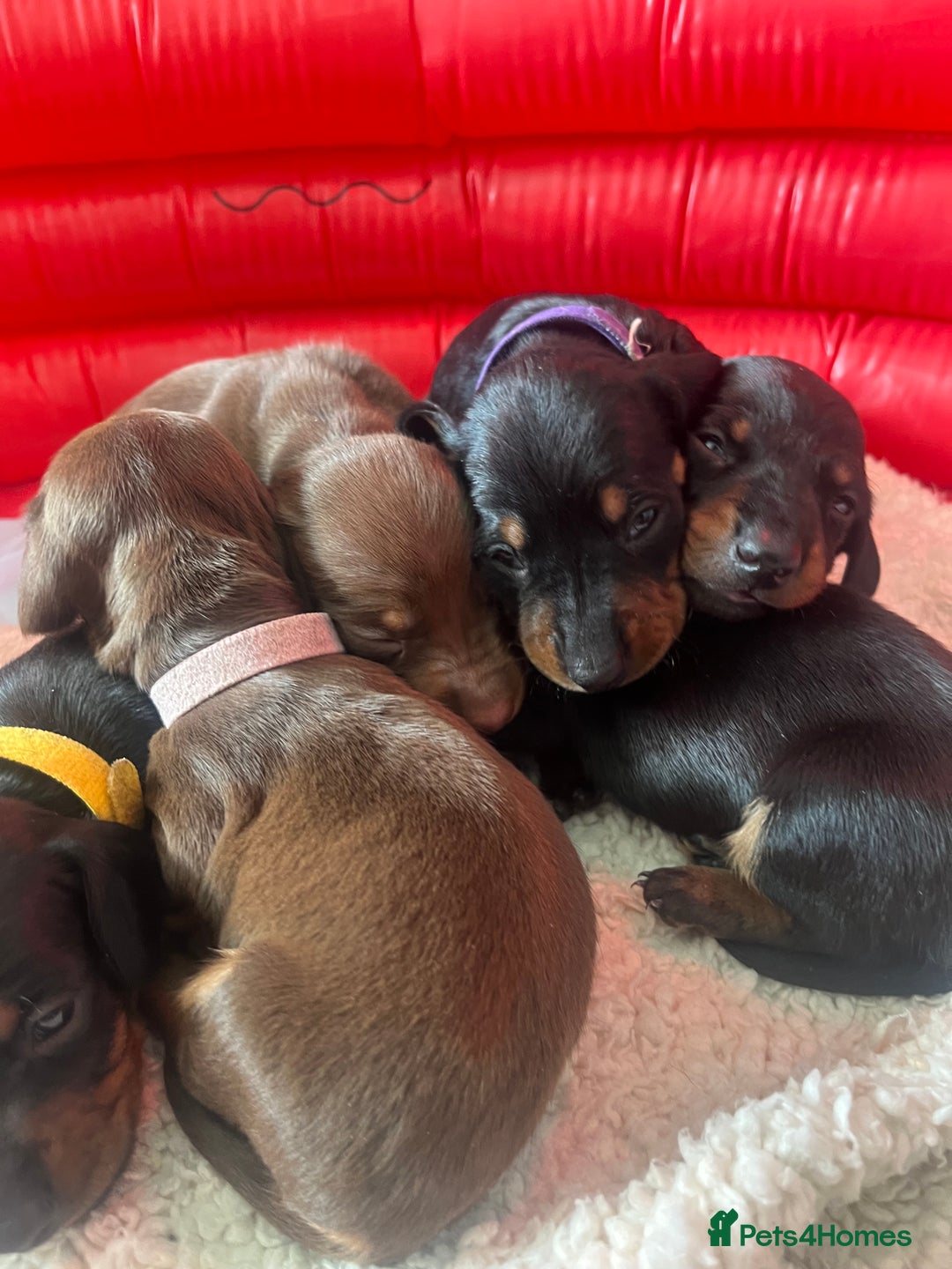 Miniature Dachshund dogs for sale: LAST ONE LEFT Miniature Dachshunds KC Registered in Pershore - Image 4