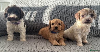 Cockapoo dogs F1 Cockapoo puppies  - Advert 12