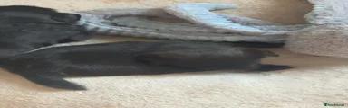 Affenpinscher 2