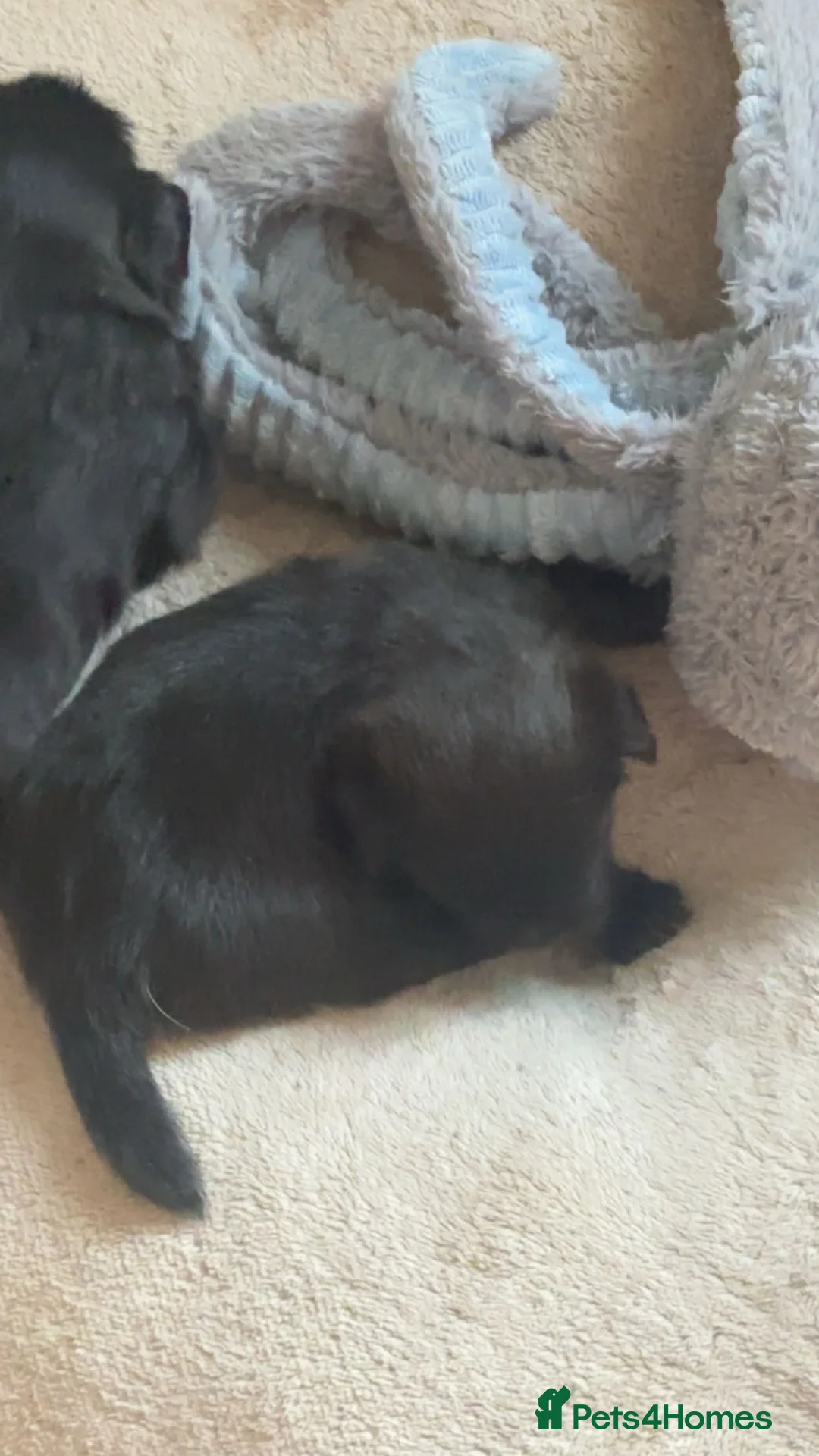 Affenpinscher dogs for sale: Affenpinscher puppy’s for sale - Advert 2