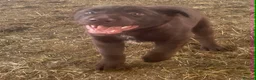 Mixed Breed dogs for sale: Chunky Chocolate Labrador Cross Sheepdog pups in Lampeter - Advert 13
