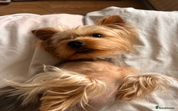 Yorkshire Terrier dogs for stud: Ayann - Image 3
