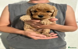 Cavapoo dogs for sale: Beautiful & Healthy Cavapoo Puppies   - Image 2