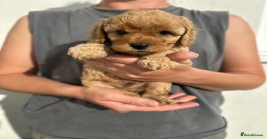 Cavapoo dogs - Advert 16