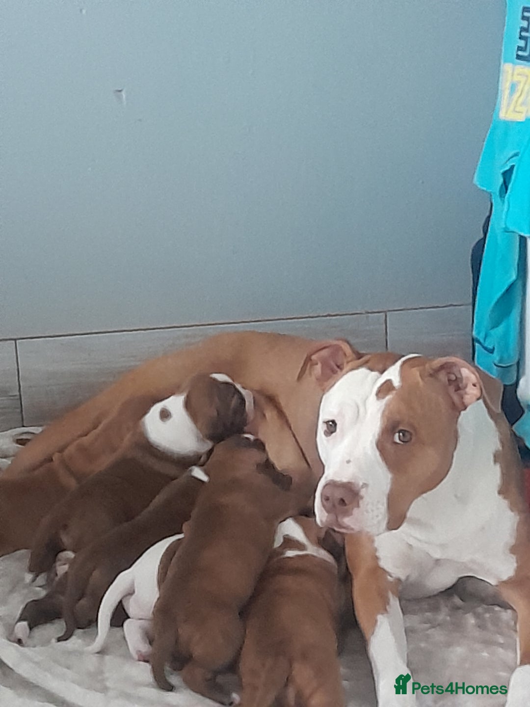 American Bull Staffy dogs for sale: Exceptional  - Image 10