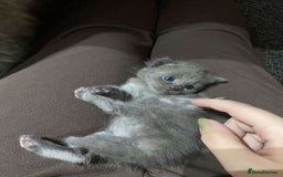 Mixed Breed cats for sale: Female Maine Coon x British Shorthair kitten - Image 11