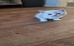 Persian cats for sale: Five loveable Persian kittens  - Image 19