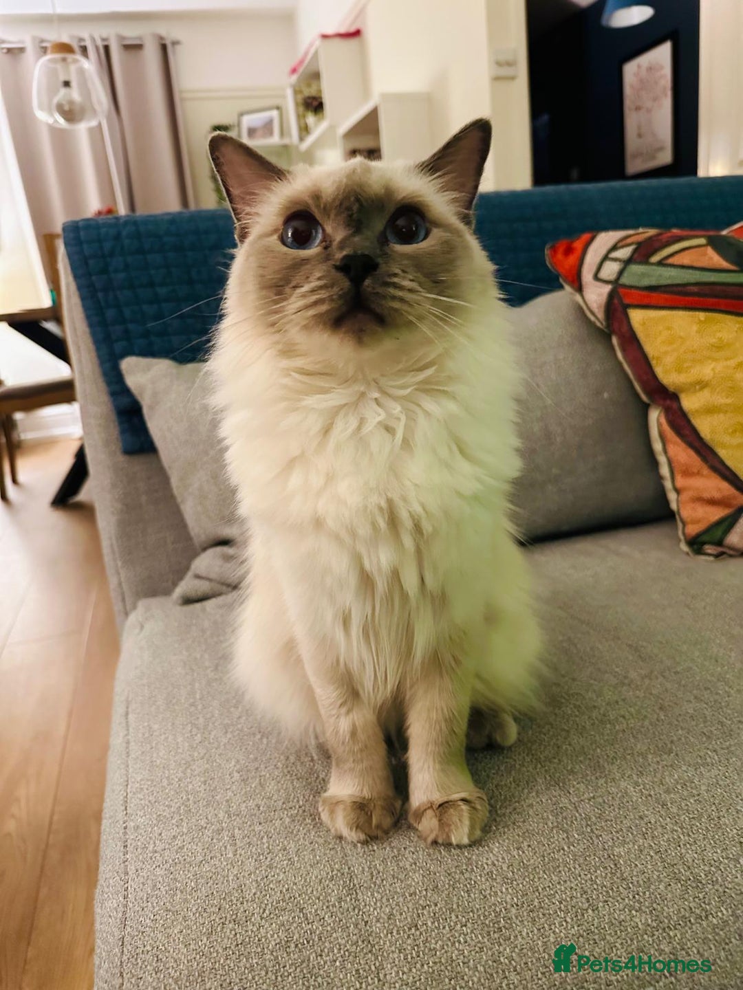 Ragdoll cats for sale: Beautiful GCCF lilac point ragdoll girl  - Image 2