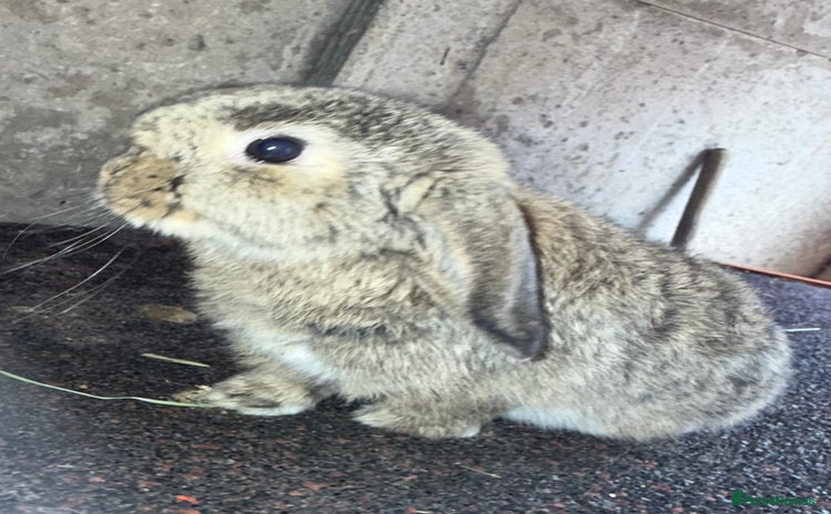 Mini Lop rabbits - Advert 14