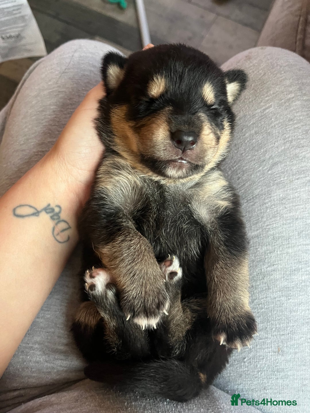 Mixed Breed dogs for sale: belgian malinois mix cross German shepherd  - Advert 23