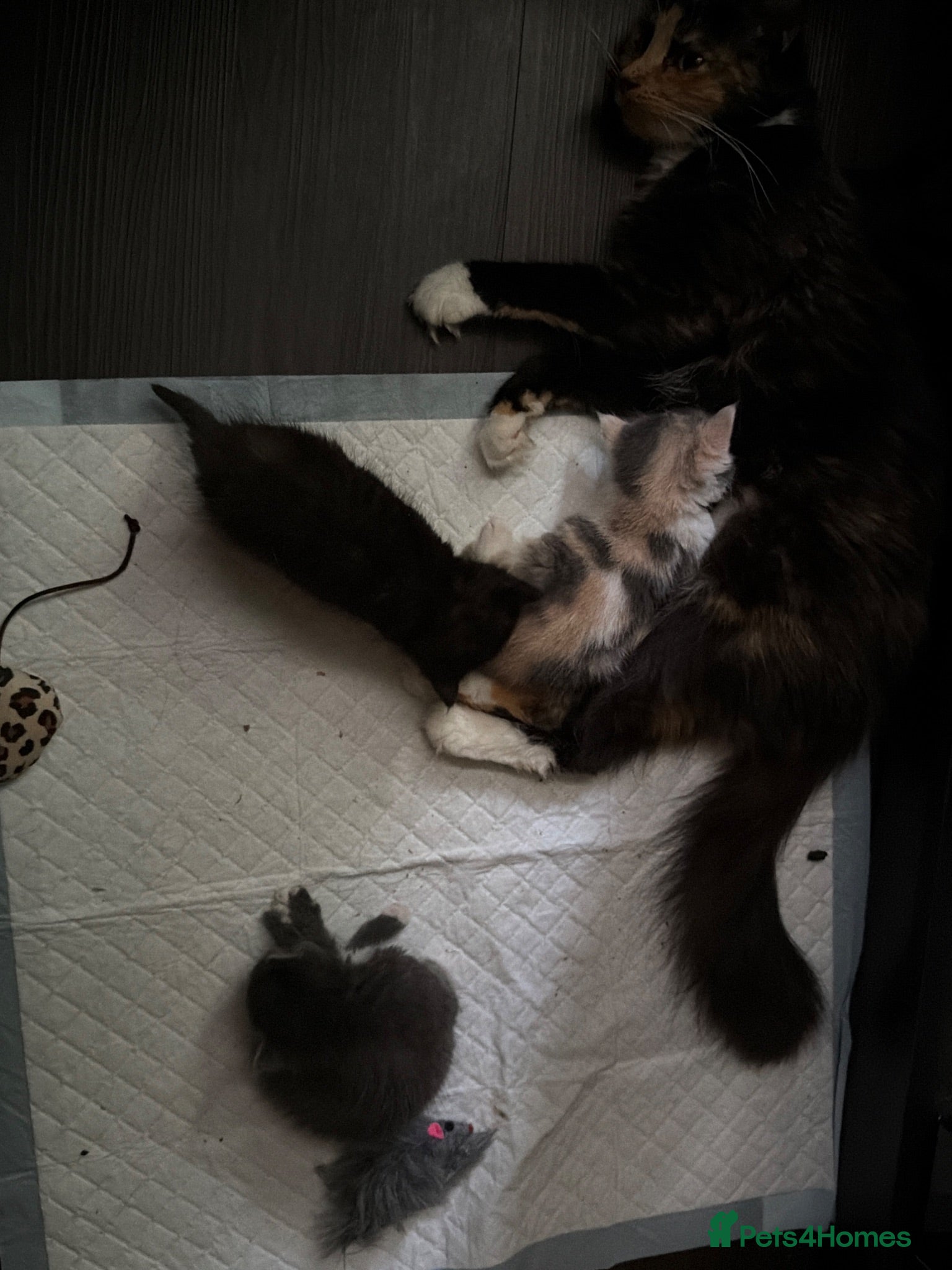 Mixed Breed cats 4 Beautiful Female Kittens - Advert 4
