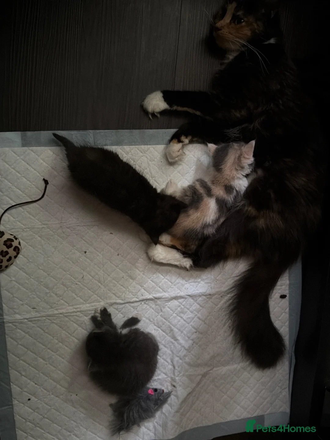 Mixed Breed cats for sale: 4 Beautiful Female Kittens in Basildon - Advert 1