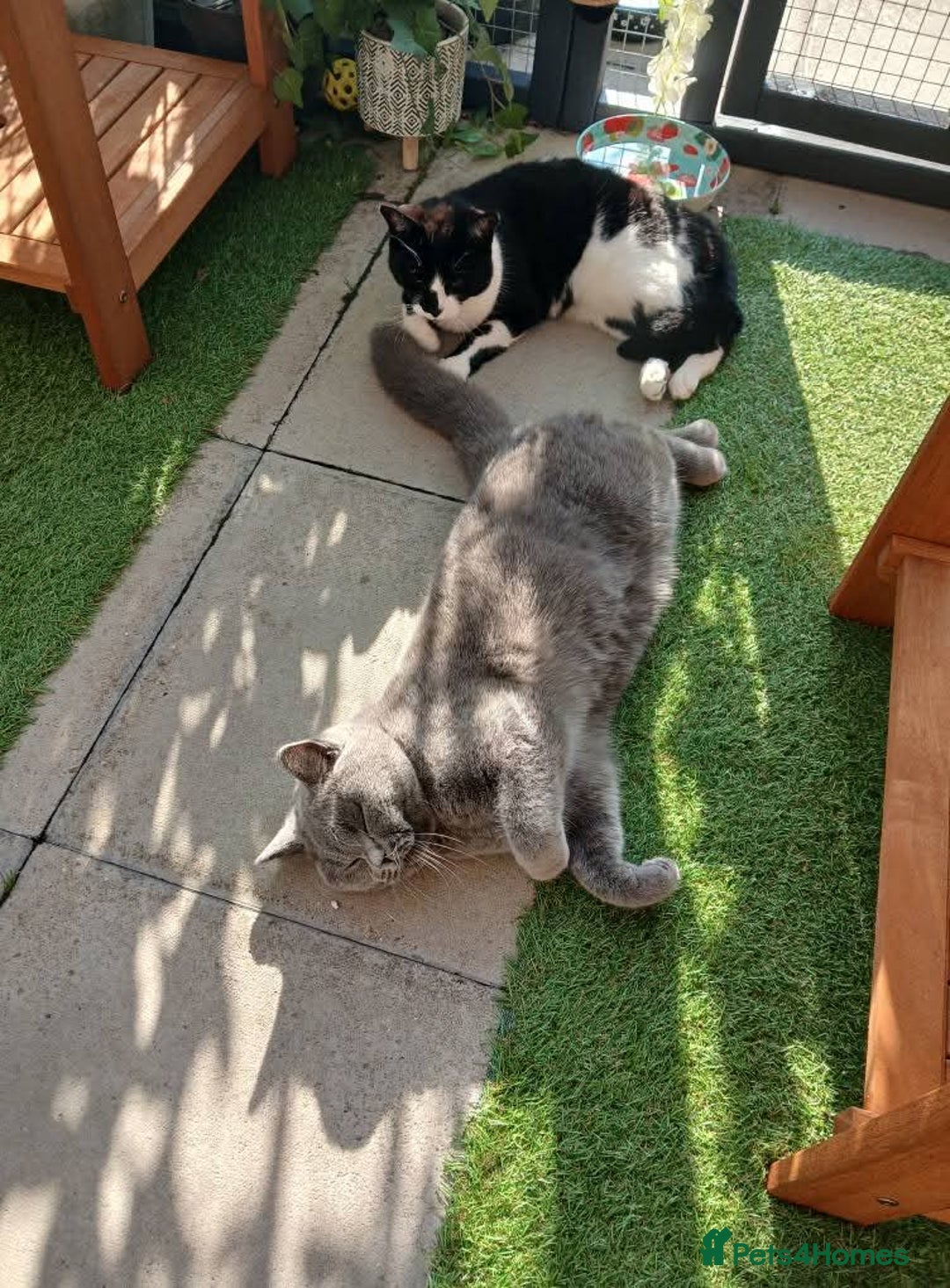 Mixed Breed cats for sale: Two indoor females seeking loving home together  - Image 13