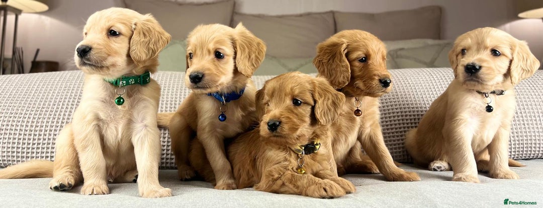 Goldendoodle dogs for sale: Hereditary clear mum. Fully hip elbow and DNA Dad. - Image 14