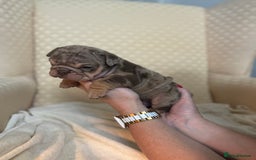 English Bulldog dogs for sale: English Bulldog - Image 14