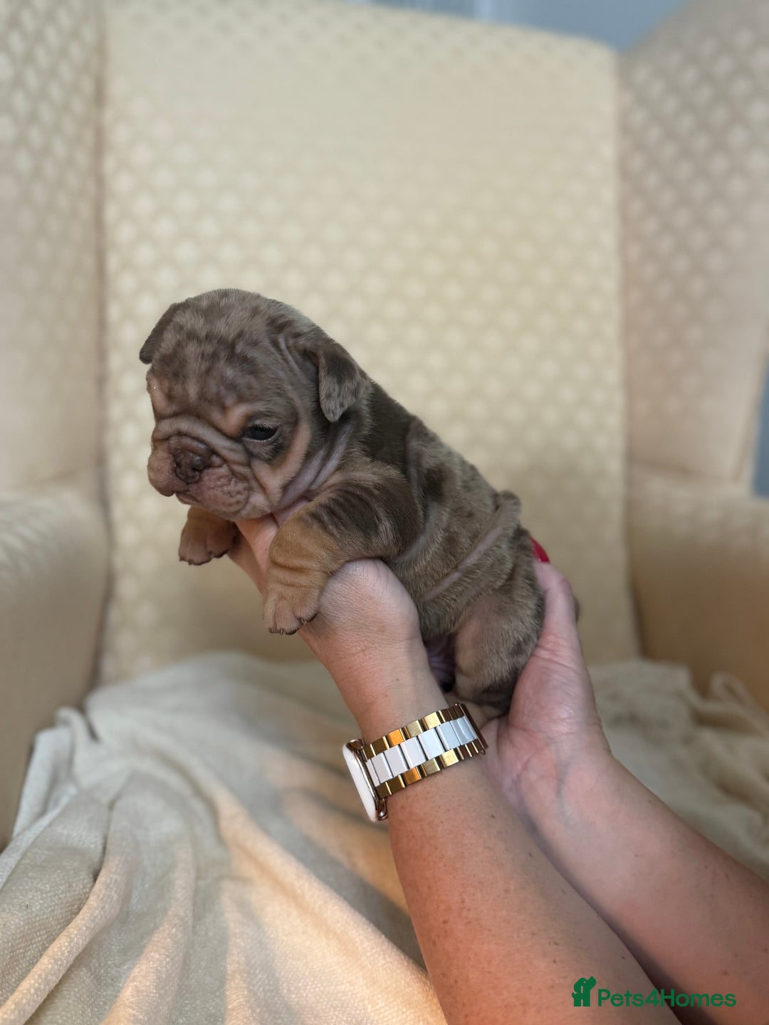 English Bulldog dogs for sale: English Bulldog - Image 14