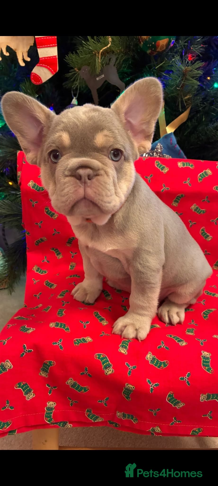French Bulldog dogs KC Registered Beautiful French Bulldog Puppies - Advert 6