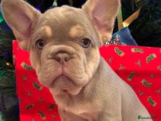 French Bulldog dogs KC Registered Beautiful French Bulldog Puppies - Advert 5