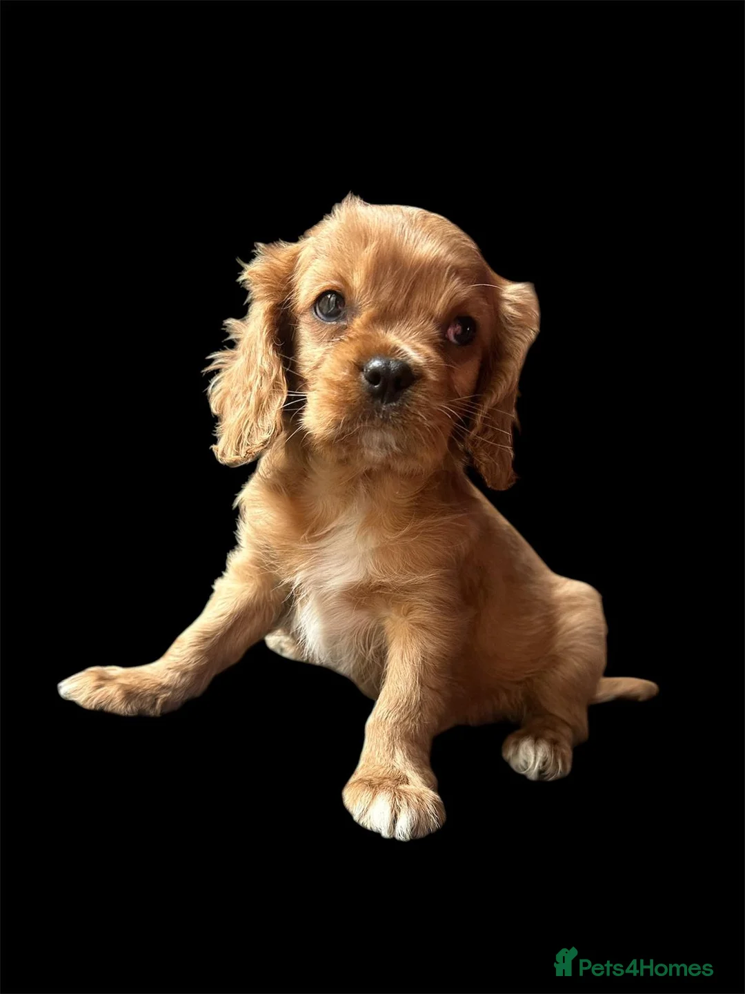 Cavalier King Charles Spaniel dogs for sale: Cavalier king Charles pup BOY (RUBY) - Advert 2