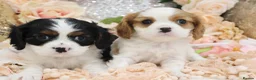 Cavalier King Charles Spaniel dogs for sale: HEALTH TESTED KC Cavalier King Charles Spaniels - Advert 2