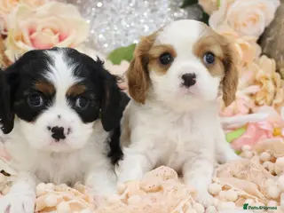 Cavalier King Charles Spaniel dogs HEALTH TESTED KC Cavalier King Charles Spaniels - Advert 4