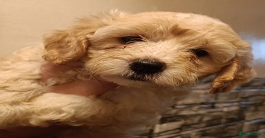 Maltipoo dogs - Advert 4