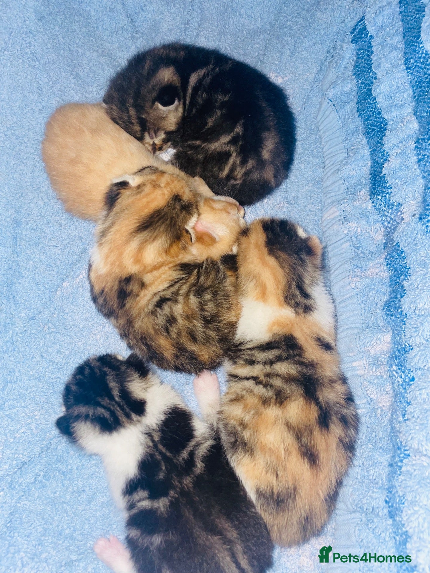 Mixed Breed cats Beautiful mixed Kittens  - Advert 12