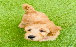 Labradoodle dogs for sale:  Adorable 🥰 Miniature Labradoodle Puppies F2B  - Image 21