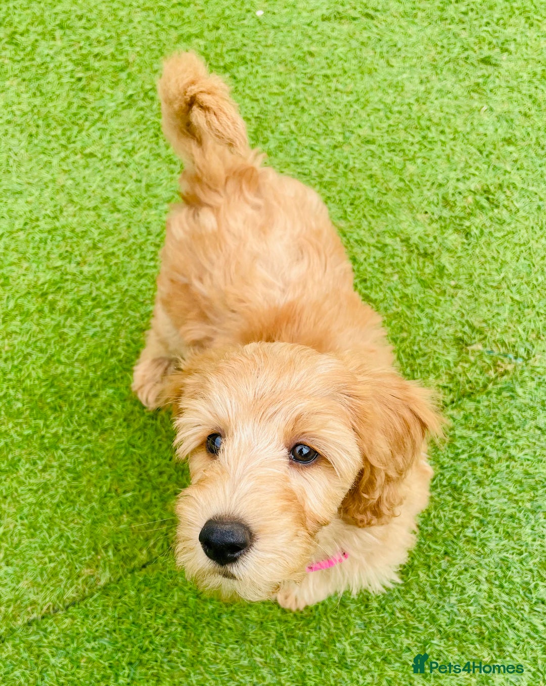 Labradoodle dogs for sale:  Adorable 🥰 Miniature Labradoodle Puppies F2B  - Image 21