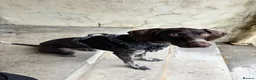 German Shorthaired Pointer dogs for sale: Poppy - Advert 4