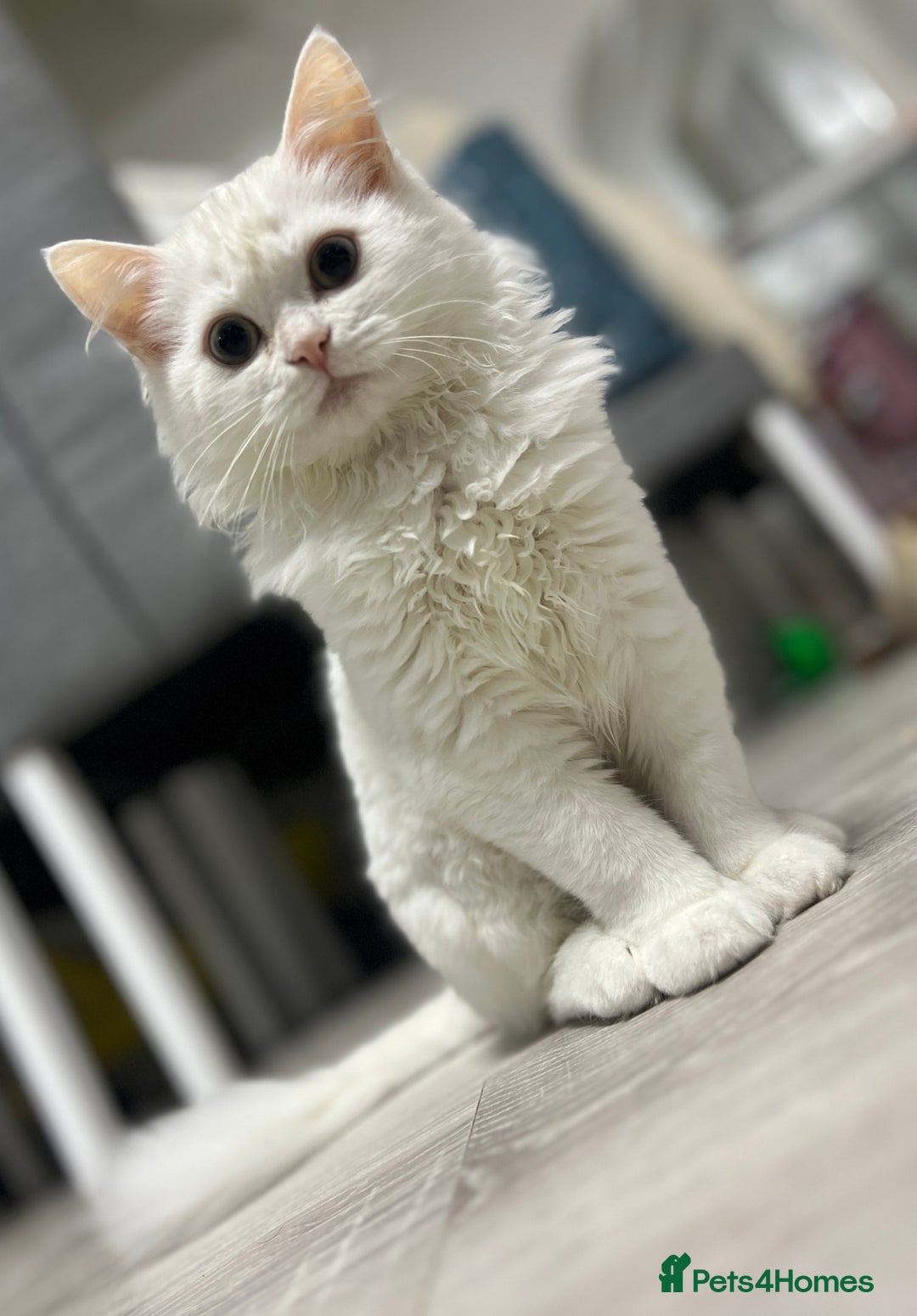 Turkish Angora cats for sale: 🐾 Gorgeous 5-Month-Old White Male Kitten 🐾 - Image 2