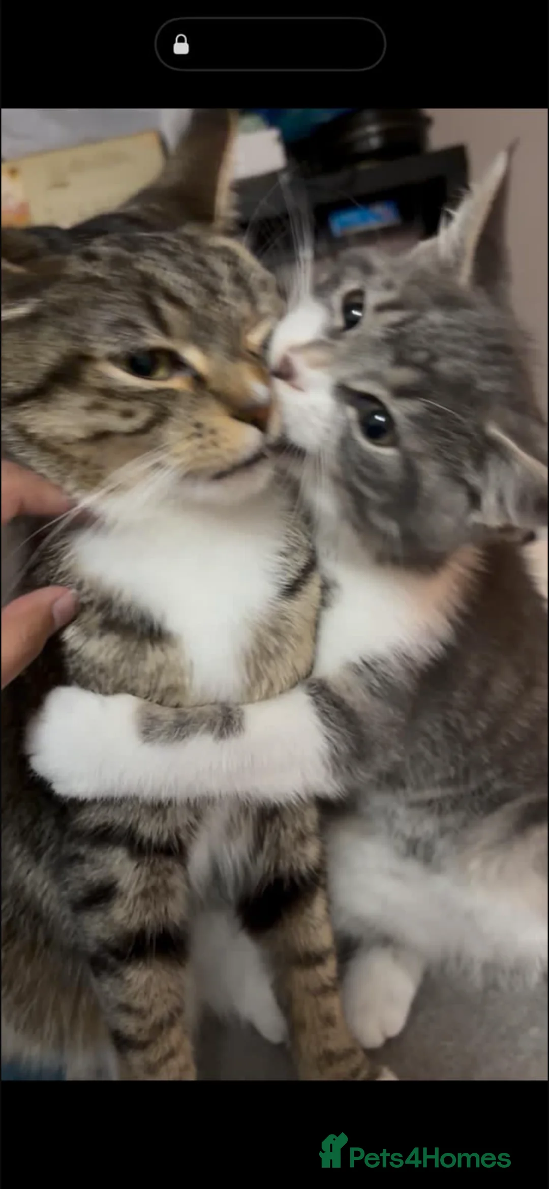 Mixed Breed cats for sale: Adorable Fluffy Grey Tabby Kitten for Sale - Advert 5