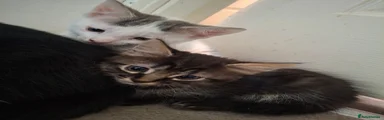 Pua