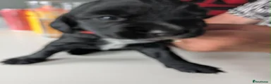 Cocker Spaniel 5
