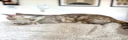 Bengal cats for sale: Beautiful Bengal girls  - Advert 7