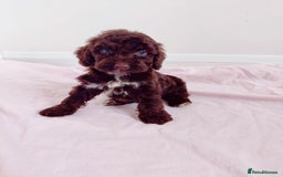 Cockapoo dogs for sale: Outstanding Cockapoo Puppies - Image 20