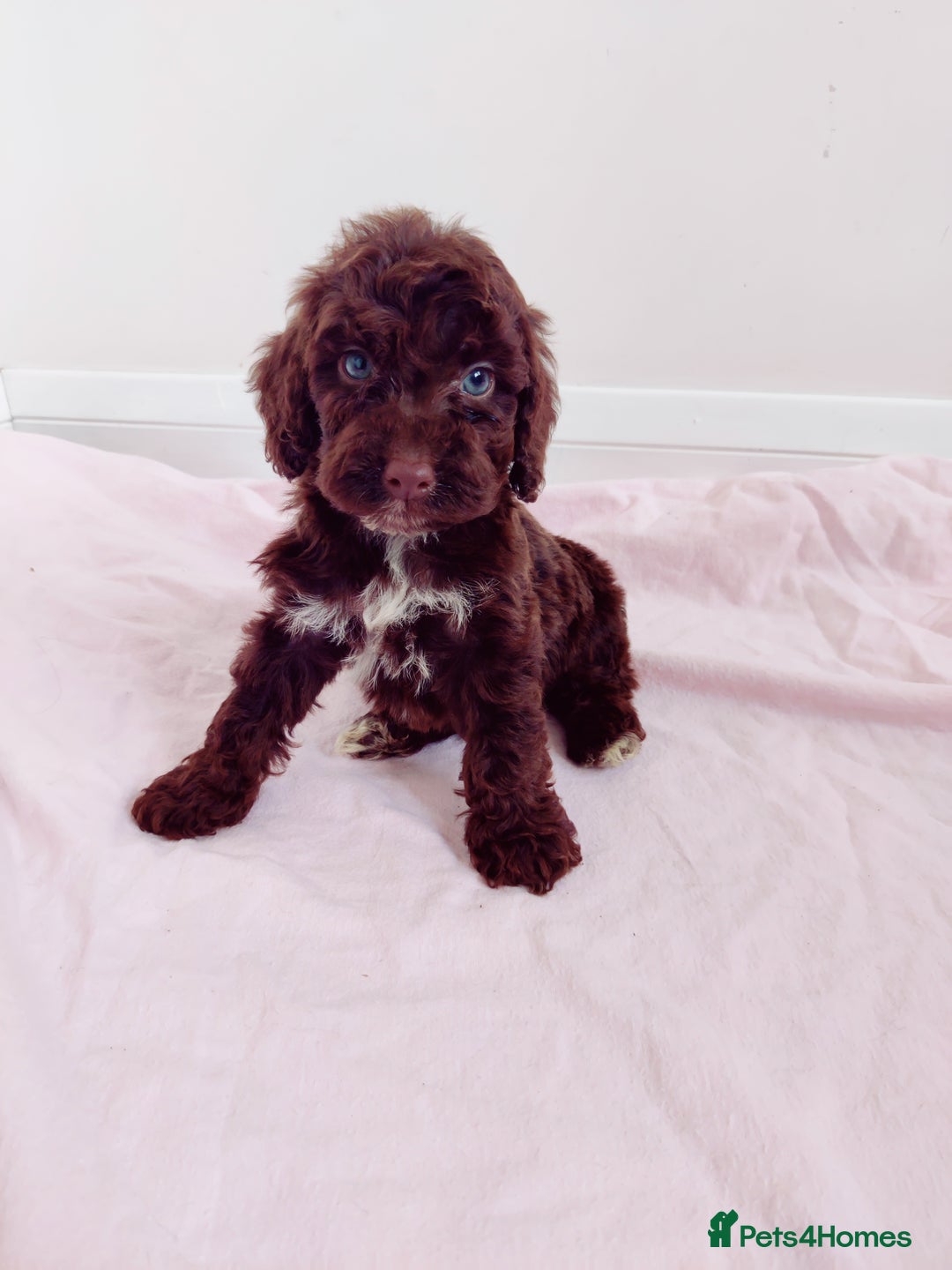Cockapoo dogs for sale: Outstanding Cockapoo Puppies - Image 20