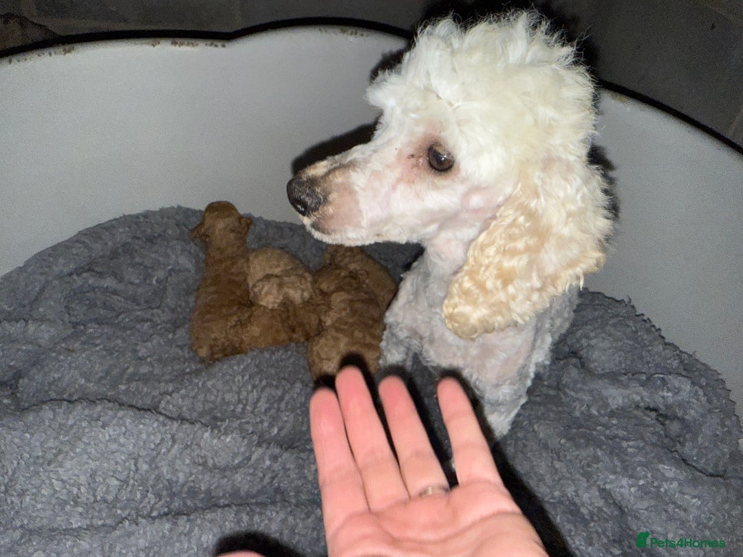 Maltipoo dogs for sale: Multipoo  - Image 16