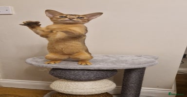 Abyssinian cats Purebred Abyssinian girl 😍 - Advert 2