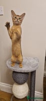 Abyssinian cats Purebred Abyssinian girl 😍 - Advert 2