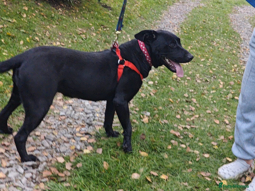 Mixed Breed dogs for adoption: ❤️NICOL❤️- Kind and Joyful 2-3 yo Labrador girl - Advert 5