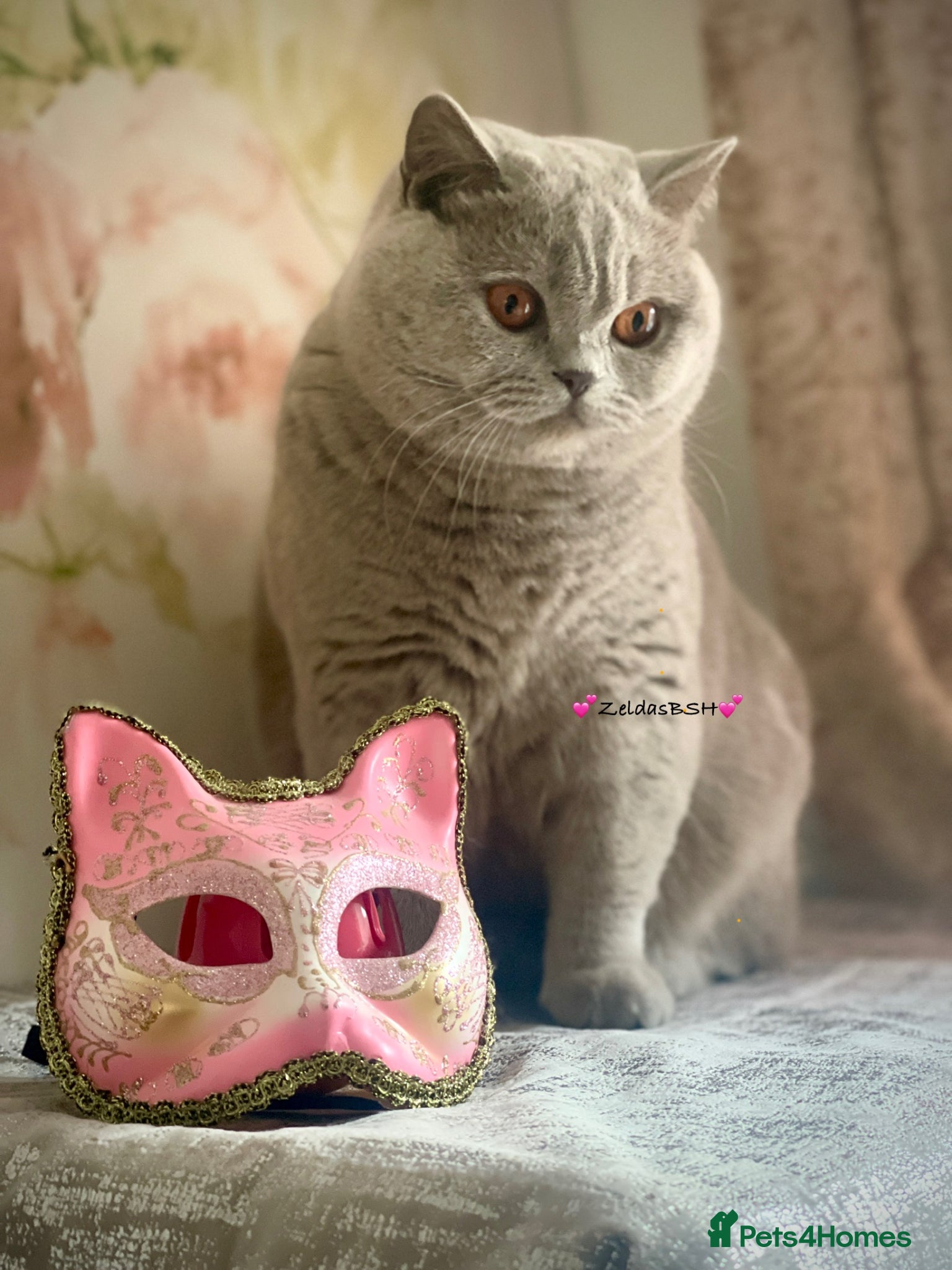 British Shorthair cats 💕Beautiful BSH lilac girl💕 - Advert 4